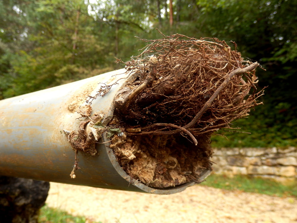 What is the most common cause of sewer backup